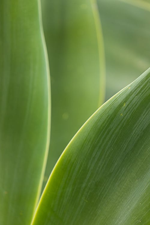 Free Closeup colorful green plant leaf with stripes on surface against blurred background Stock Photo