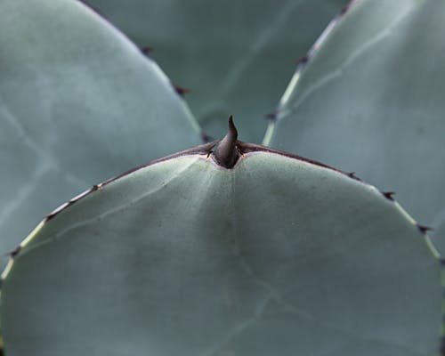 Free Green prickly succulent plant leaves Stock Photo