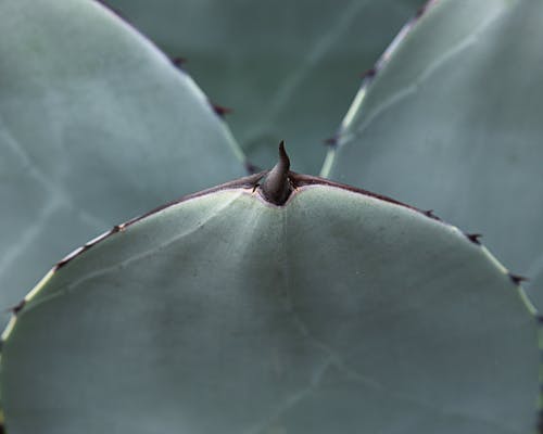 Ilmainen kuvapankkikuva tunnisteilla abstrakti, agaave, biologia Kuvapankkikuva