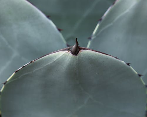 Gratis stockfoto met abstract, agave, biologie