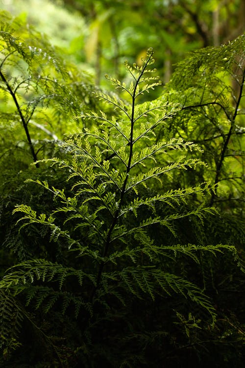 Fotobanka s bezplatnými fotkami na tému biológia, botanika, buš