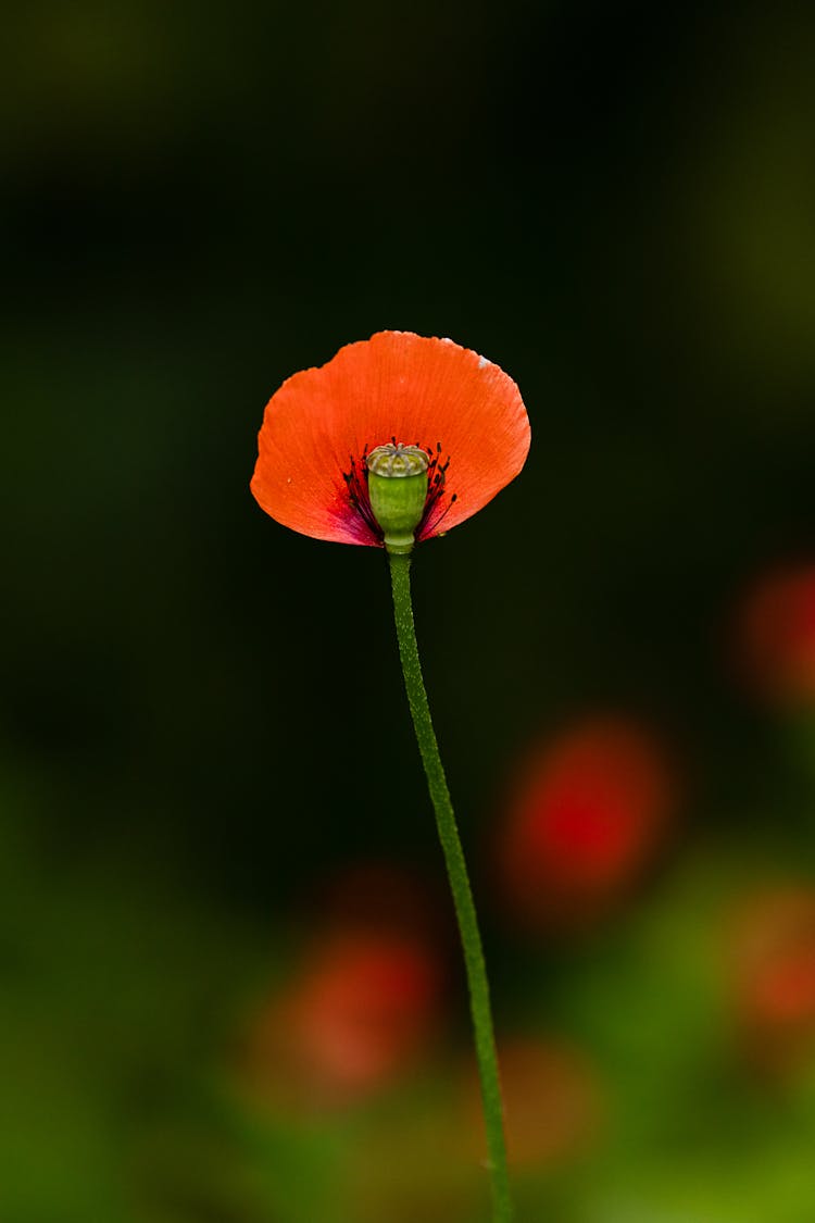 Delicate Red Poppy Flower On Green Stem