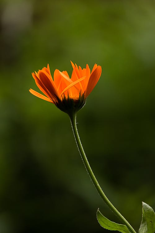 Closeup of delicate bright orange blossoming calendula flower on thin green stem against blurred background