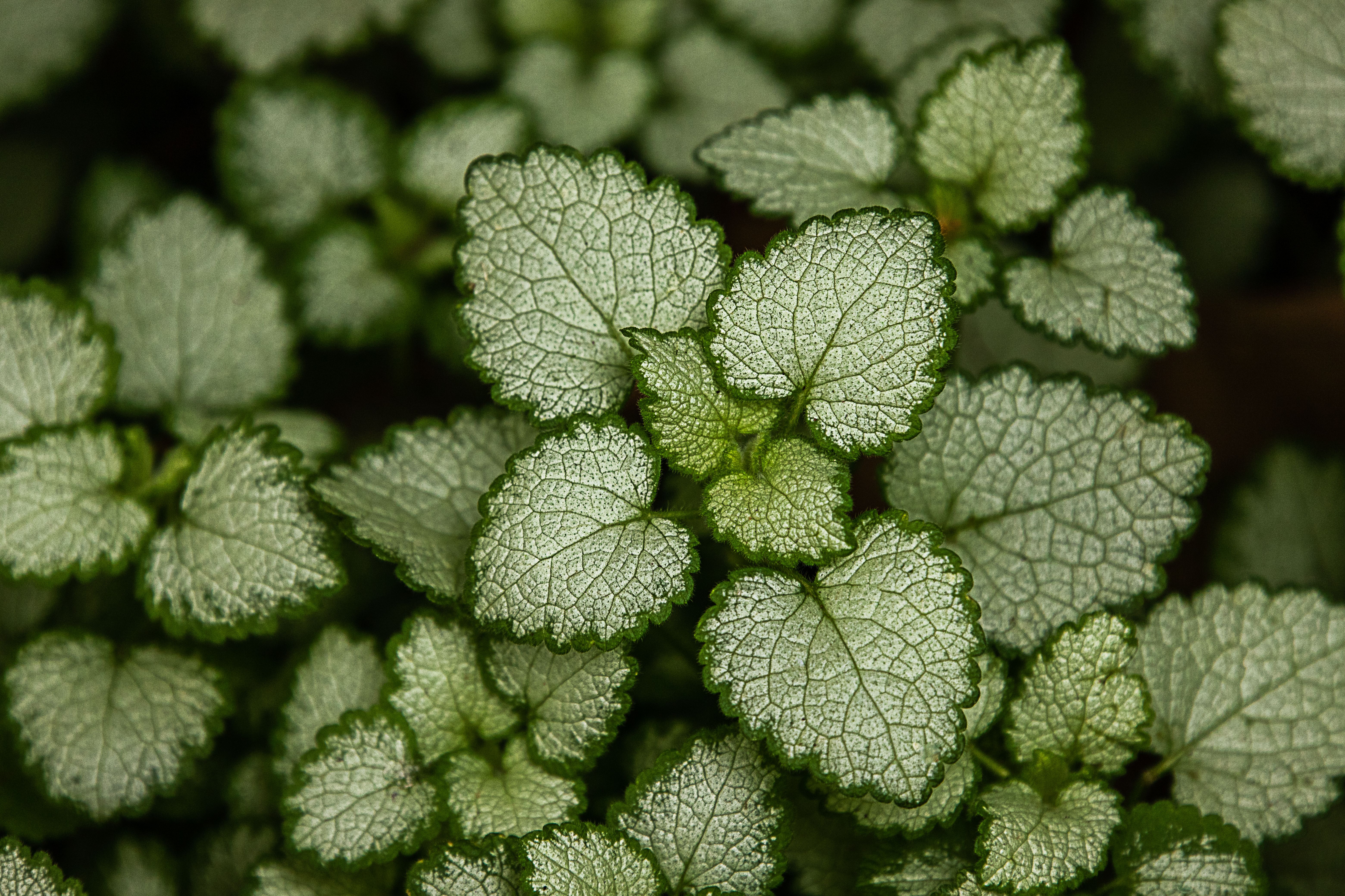 Lamium