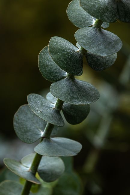 Closeup of fresh green leaves on thick stem of eucalyptus plant against blurred background