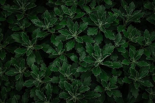 Top view of dark green leaves with unique shape of plant growing in garden