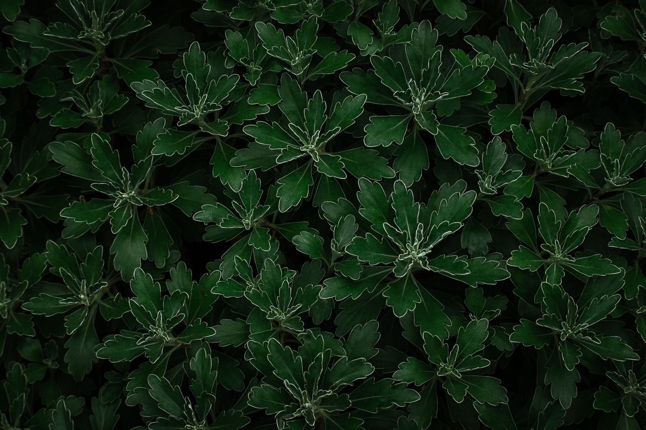 top view of dark green leaves with unique shape of plant growing in ga