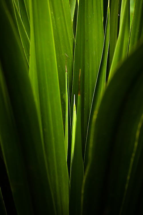 Closeup of fresh green blades of grass growing together in summer in sunlight