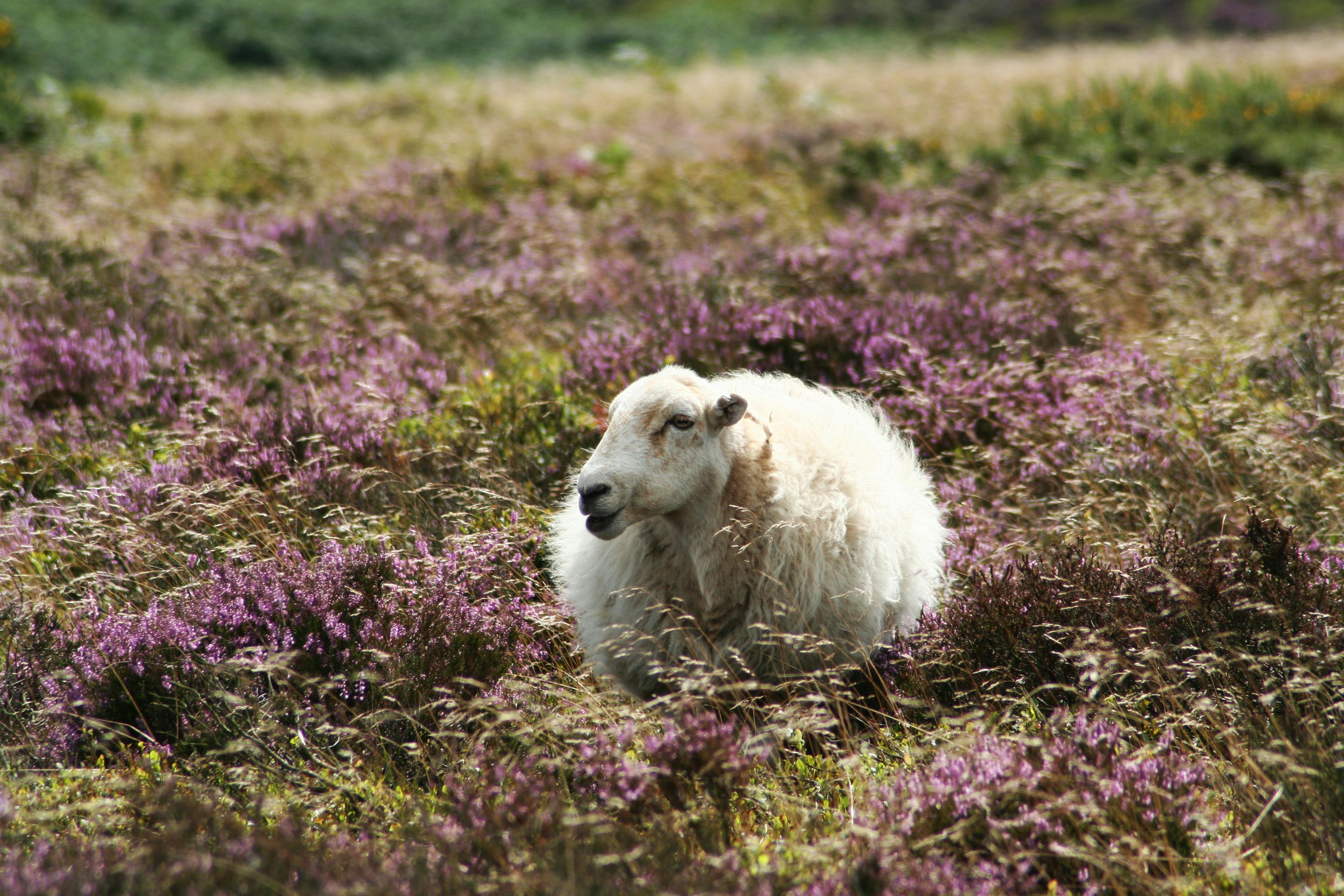 Free stock photo of heather, sheep