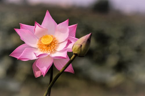 Close-Up Shot of Pink Lotus in Bloom