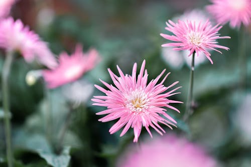 Close-Up Shot of Pink Asters in Bloom