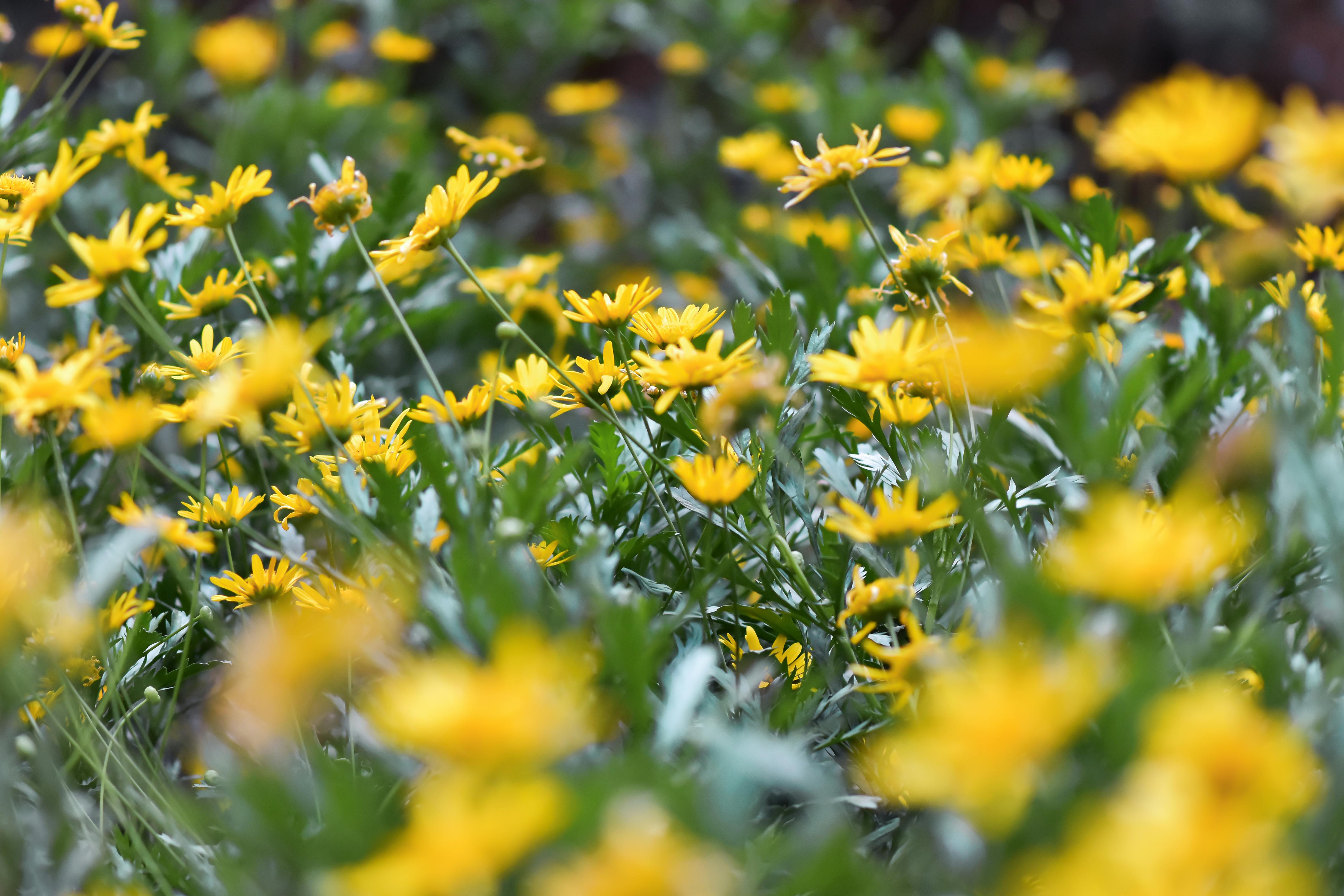 Yellow Flowers in Bloom · Free Stock Photo