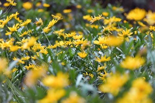 Gratuit Photos gratuites de croissance, délicat, fleurs jaunes Photos