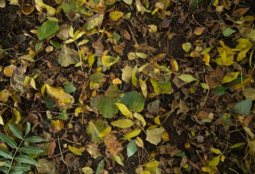 Безкоштовне стокове фото на тему «ґрунт, земля, осіннє листя» стокове фото