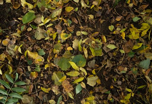 Free A close-up of vibrant autumn leaves scattered on the forest floor, showcasing fall colors. Stock Photo
