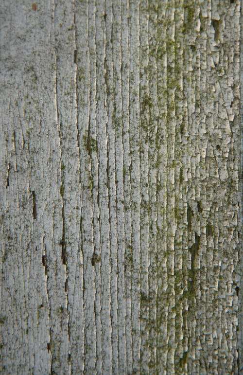 Close-Up Shot of a Tree Trunk