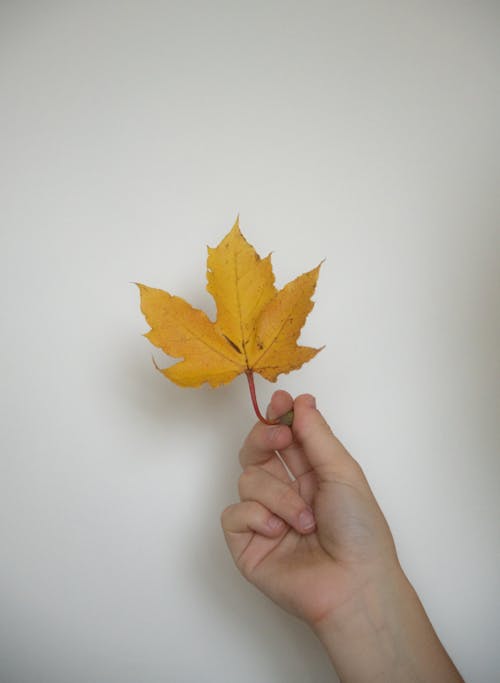 Close-Up Shot of a Person Holding a Dry Maple Leaf