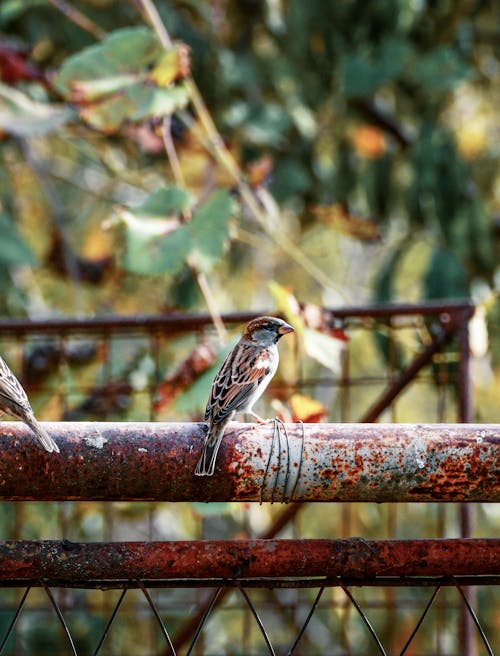 Free Close-Up Shot of a Sparrow Perched on a Metal Railing Stock Photo