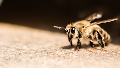 무료 꿀벌의 매크로 사진 스톡 사진