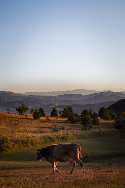 A Cow Walking on a Grassy Field