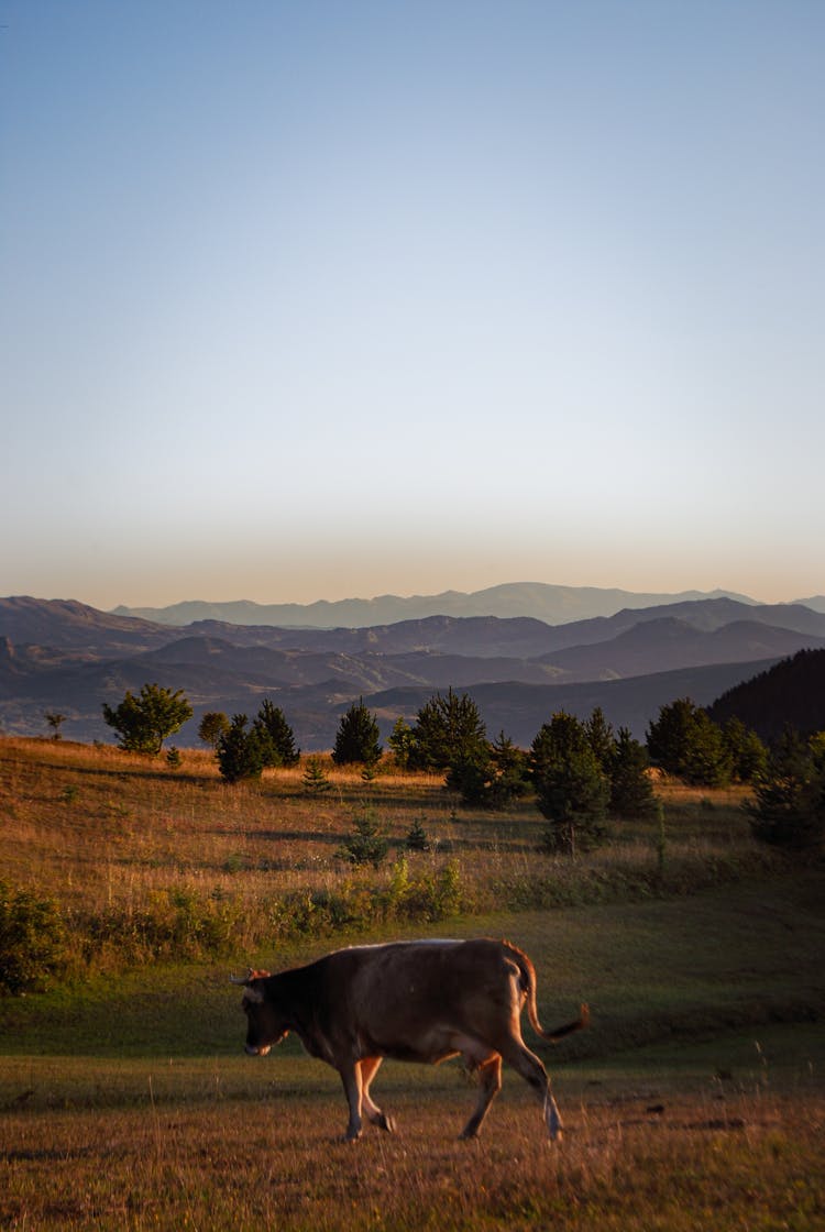 A Cow Walking On A Grassy Field