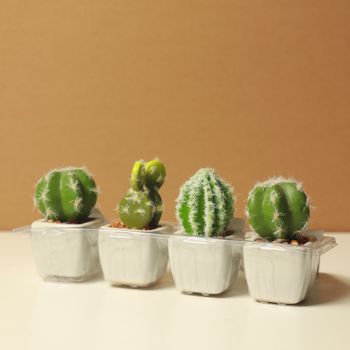 在白色桌子的棕色背景上，高角度拍摄了各种栽种在小陶瓷盆中的外来仙人掌植物