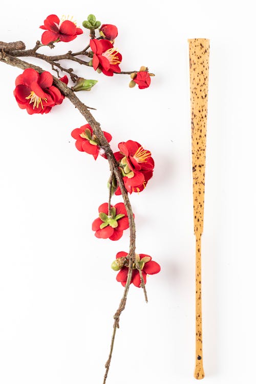 From above of colorful red flowers on dry twig near thin bamboo stick with blots on white background