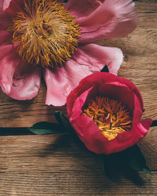 Free Red and Yellow Flower on Brown Wooden Table Stock Photo