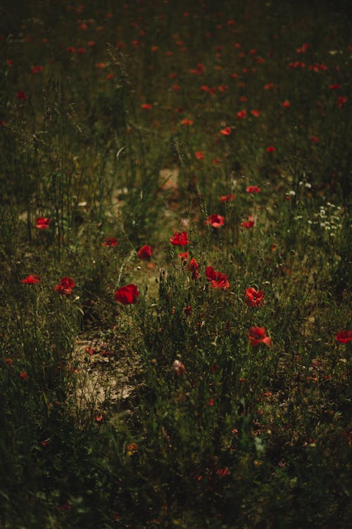 бесплатная Красные цветы с зелеными листьями Стоковое фото