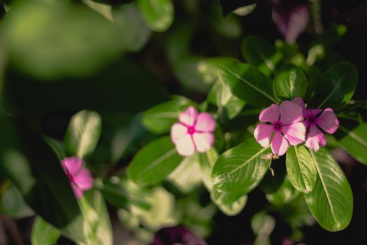 Beautiful close-up of pink periwinkle flowers with green leaves in natural sunlight, highlighting delicate petals.