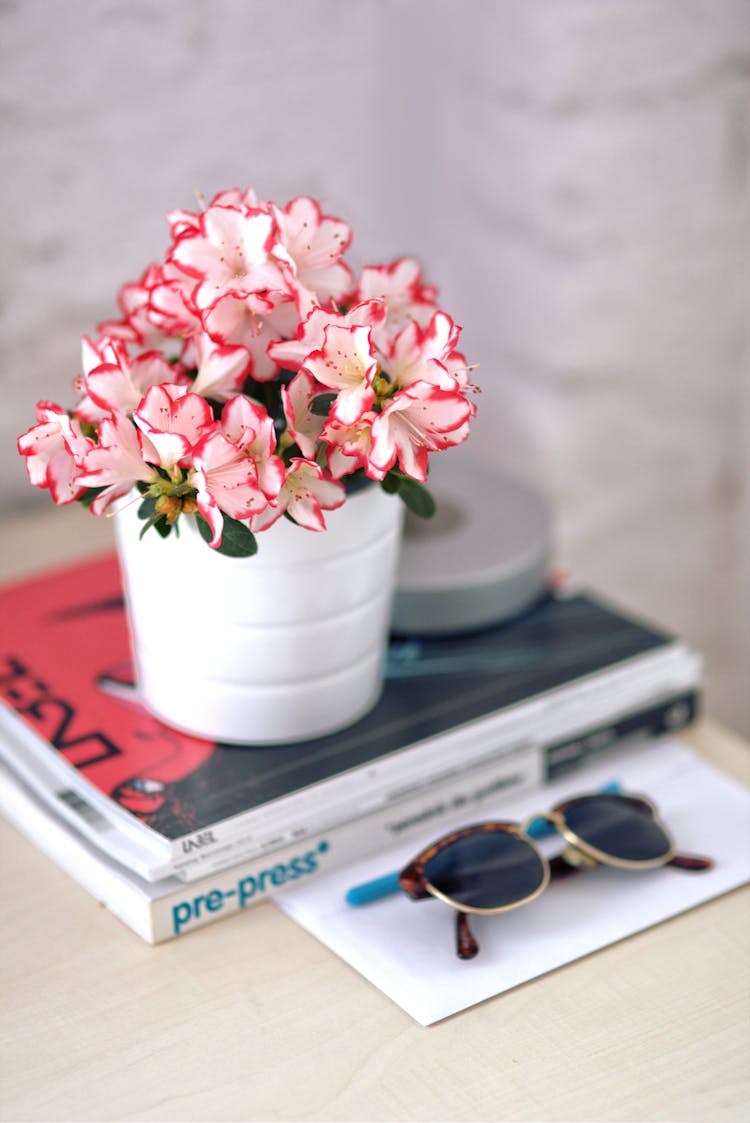 Azalea In A White Pot