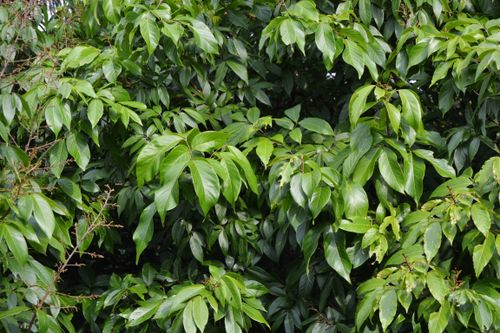 Free Close-up of dense green foliage with vibrant leaves showcasing a natural pattern. Stock Photo