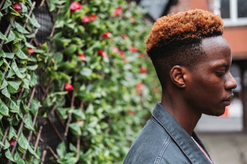 Free Side view pondering young African American male with dyed hair in denim jacket standing near verdant hedge on sidewalk Stock Photo