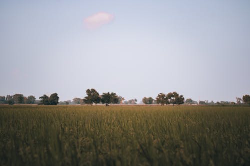 A Grassy Field