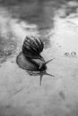 Snail crawling on wet road in street