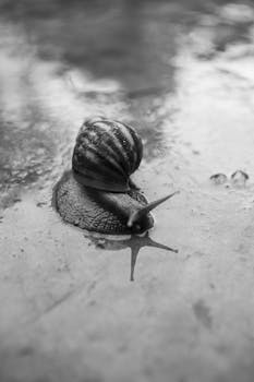 Close-up of a snail crawling on a wet pavement in monochrome.