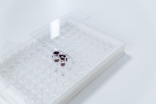 Free Detailed view of a glass slide with samples in a laboratory setting, highlighting microbiology. Stock Photo