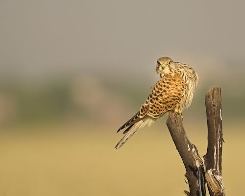 Photo of a Hawk 