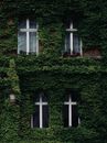 Green Plants on White Wooden Window