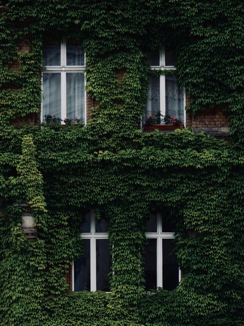 A lush ivy-covered facade frames classic windows in Berlin, showcasing vibrant greenery.