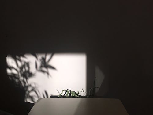 Free stock photo of black-and-white, grass, grass shadow