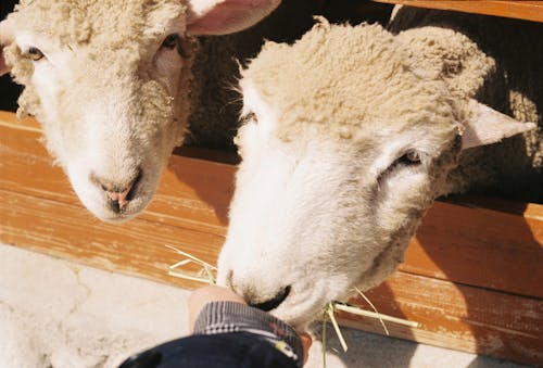 Gratis stockfoto met beest, boerderij, daegwallyeong