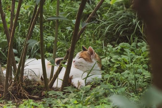 一只安静的花布猫躺在阳光明媚的花园中，在绿植间享受着夏日时光