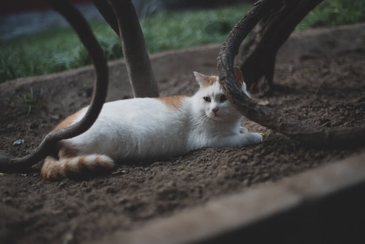 Cat Lying Under Outdoor Table