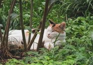 一只花布猫在花园郁郁葱葱的绿意中安睡，构成一幅宁静的场景
