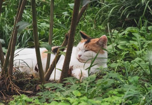 一只花布猫在花园郁郁葱葱的绿意中安睡，构成一幅宁静的场景