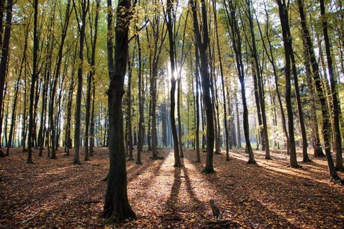 Free Autumn forest scene with sunlight filtering through tall trees, casting shadows on fallen leaves. Stock Photo