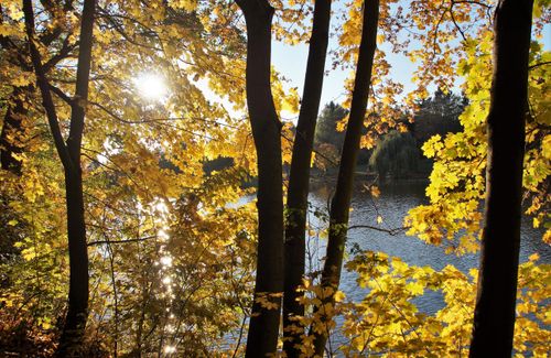 Free Golden autumn leaves with sun rays shining through, overlooking a serene lake. Stock Photo