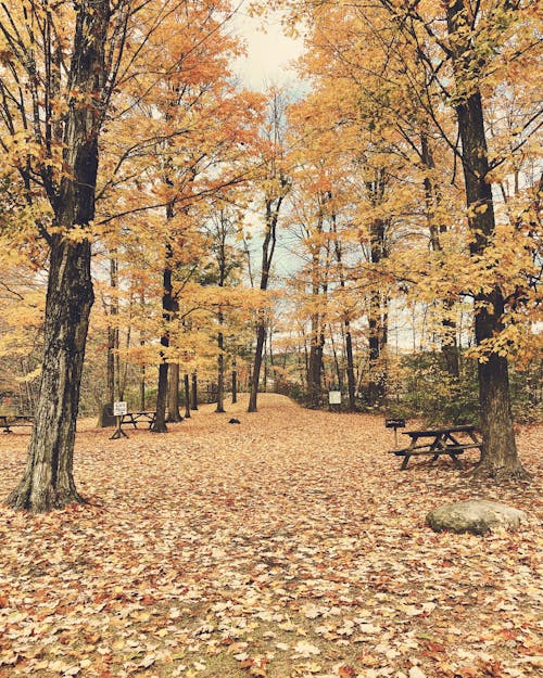 Gratis stockfoto met bladeren, bomen, Boomstammen