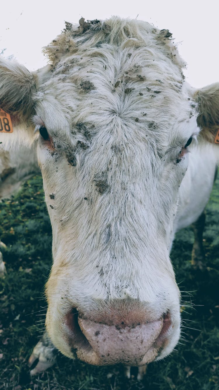 A Dirty White Cow